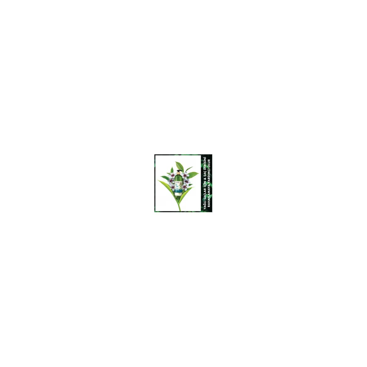 Naturals By Watsons Şampuan Tea Tree 490 ml 2