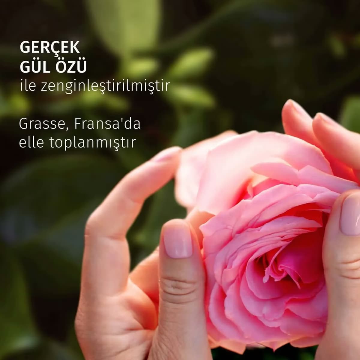Herbal Essences Şampuan Gül 350 ml 3