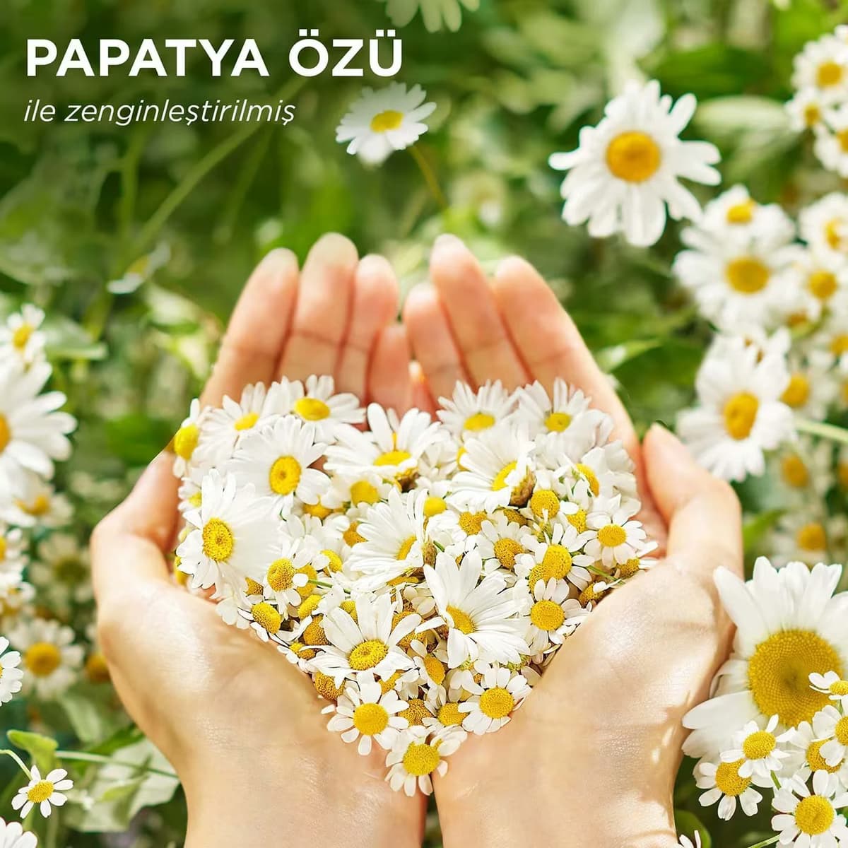 Herbal Essences Şampuan Papatya 350 ml 4